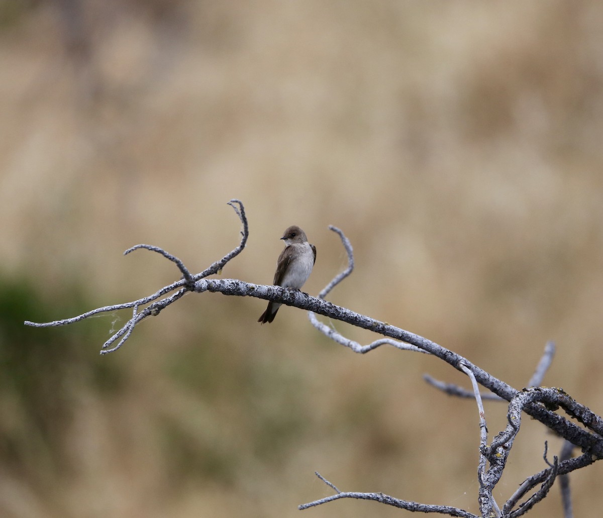 Northern Rough-winged Swallow - ML620827668