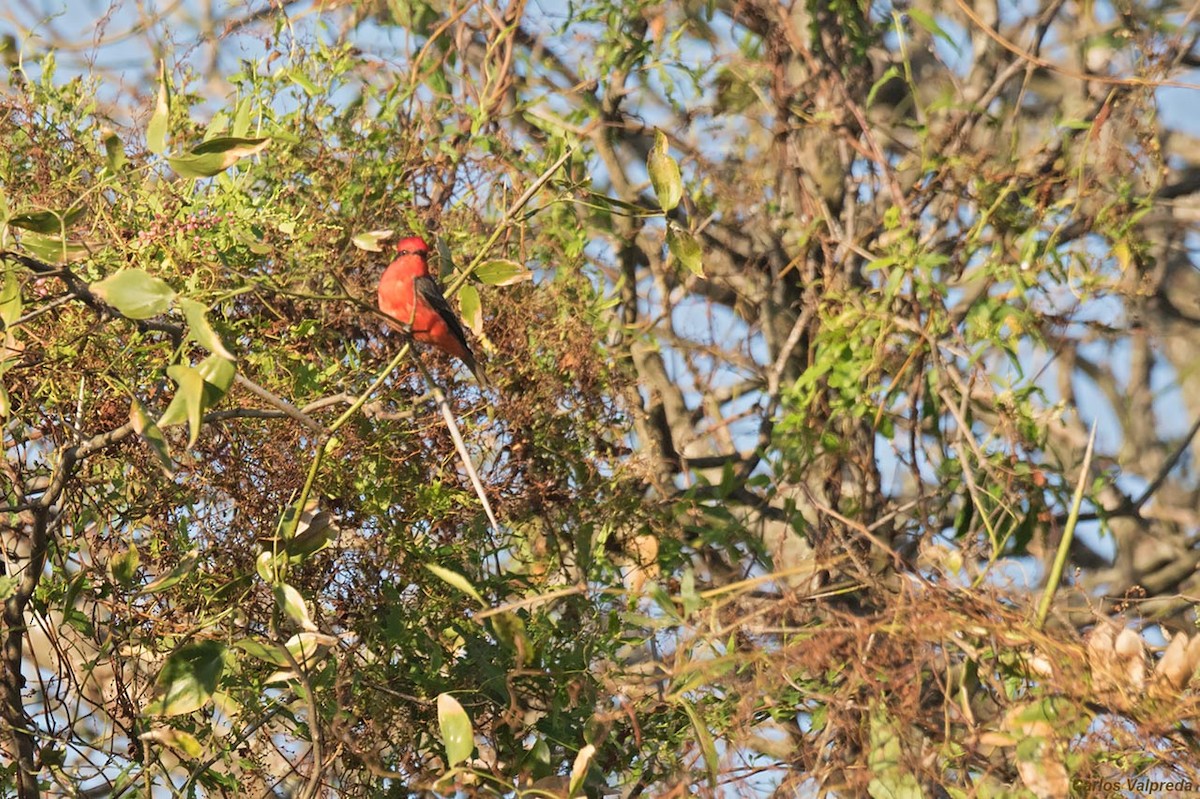 Vermilion Flycatcher - Carlos Valpreda