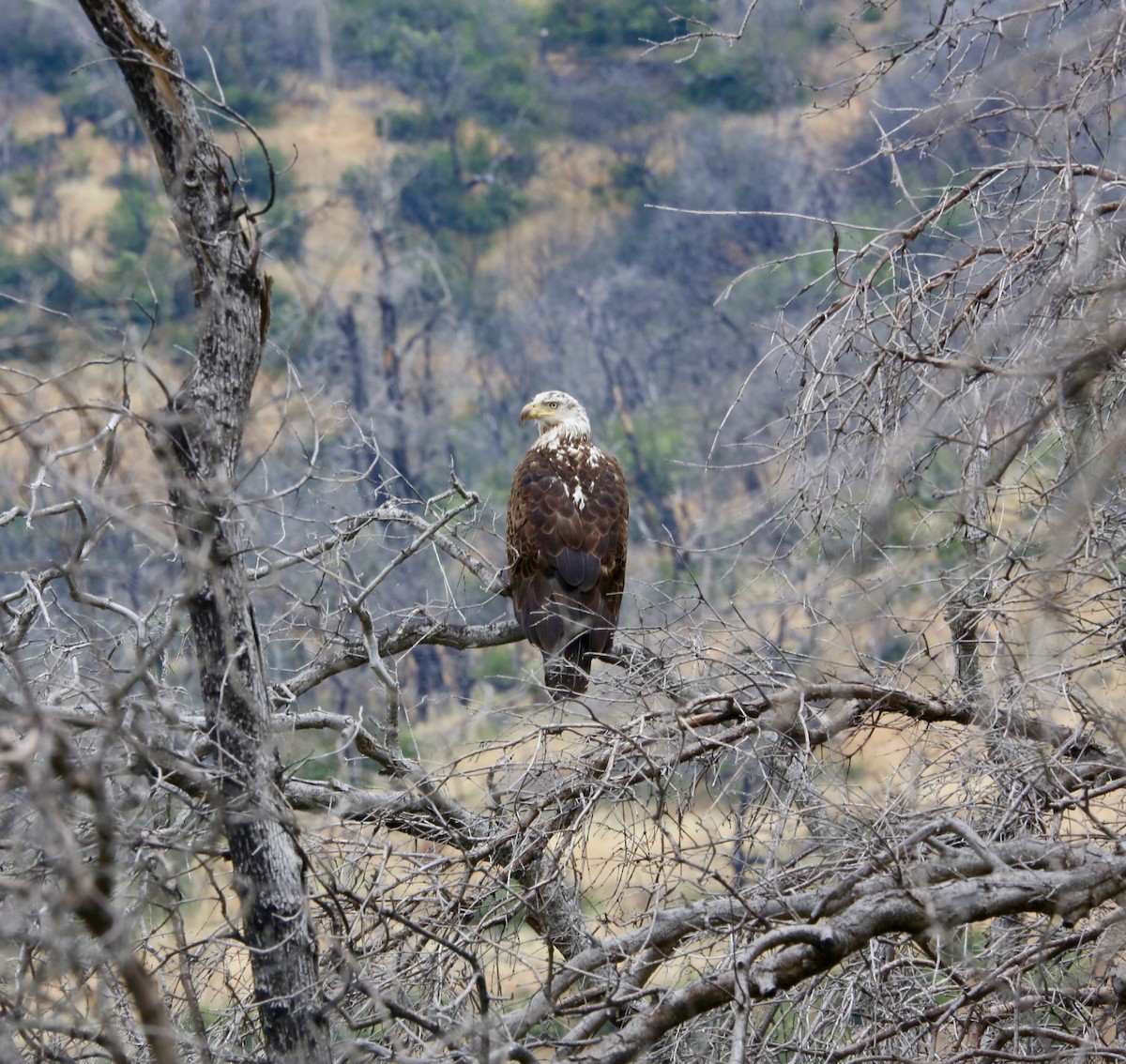 Bald Eagle - ML620827672