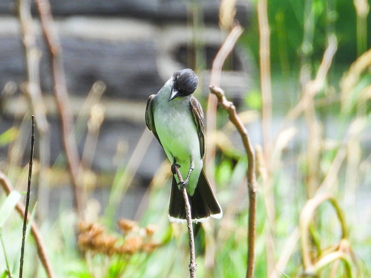 Eastern Kingbird - ML620827673