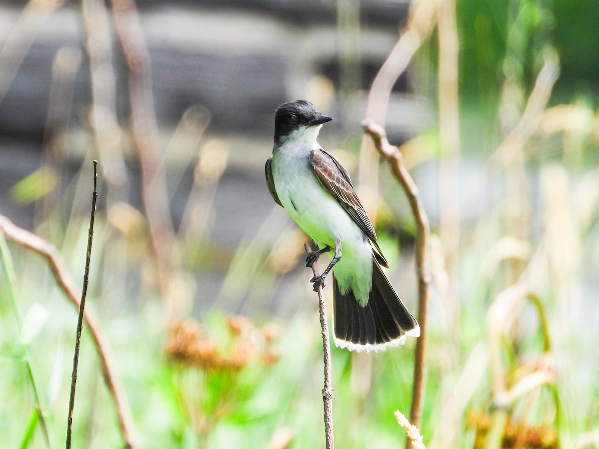 Eastern Kingbird - ML620827675