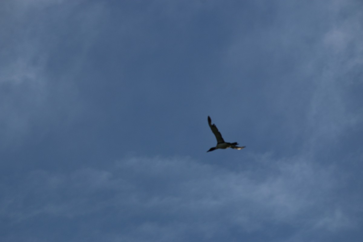 Common Loon - ML620827676