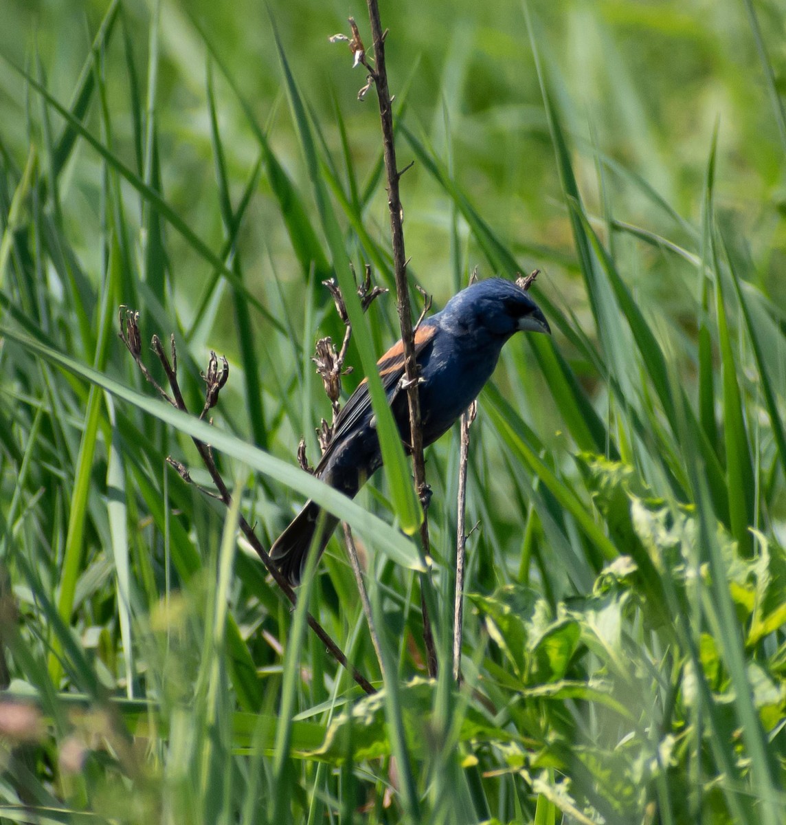 Blue Grosbeak - ML620827688