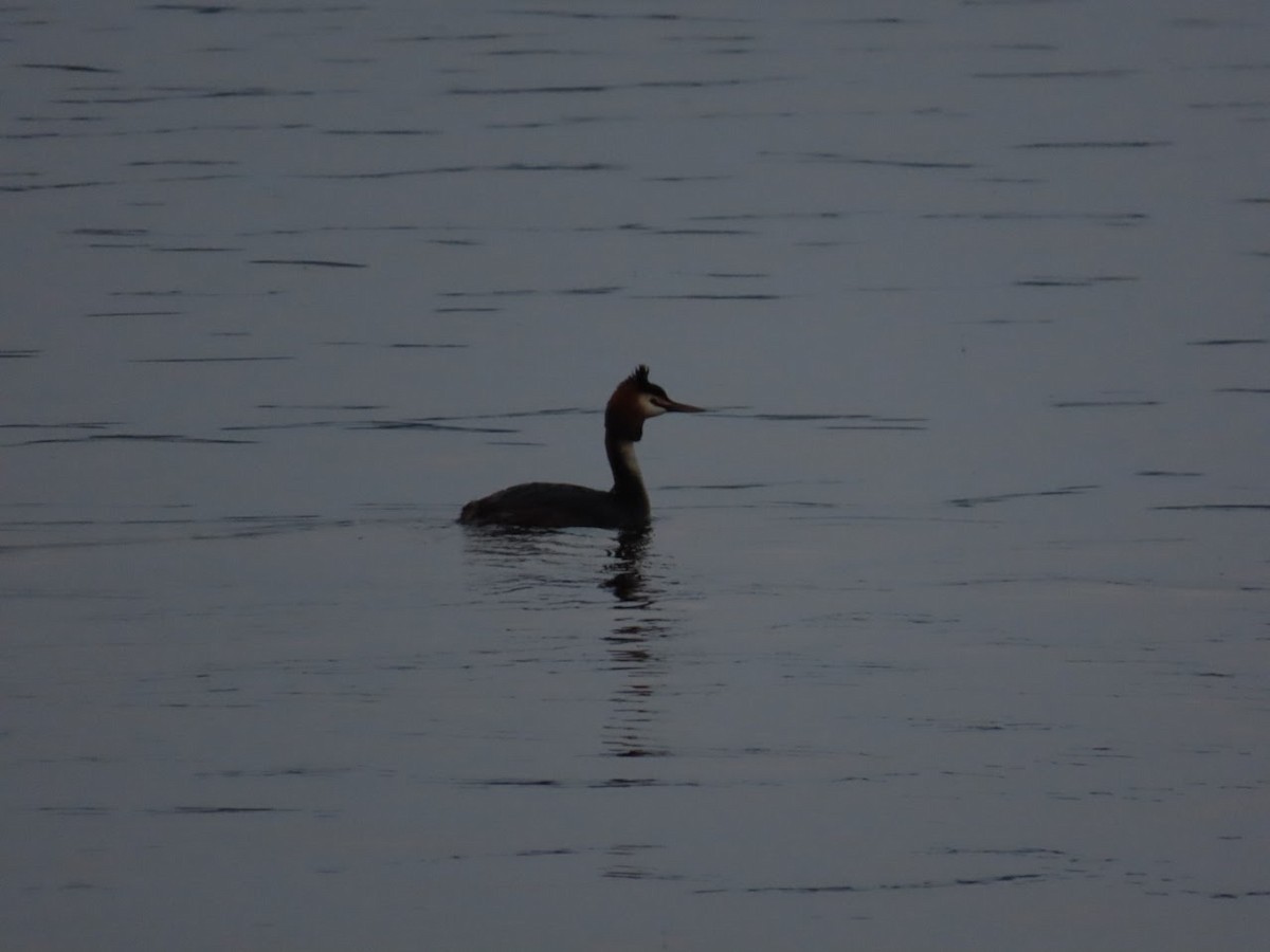 Great Crested Grebe - ML620827691