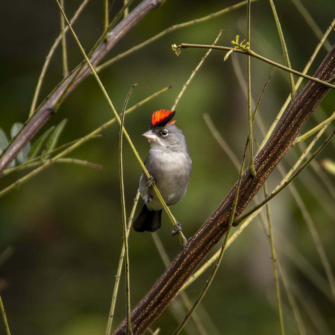 Pileated Finch - ML620827698