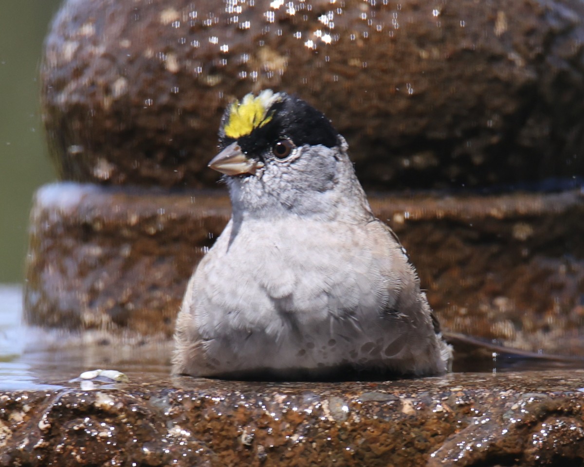 Golden-crowned Sparrow - ML620827701