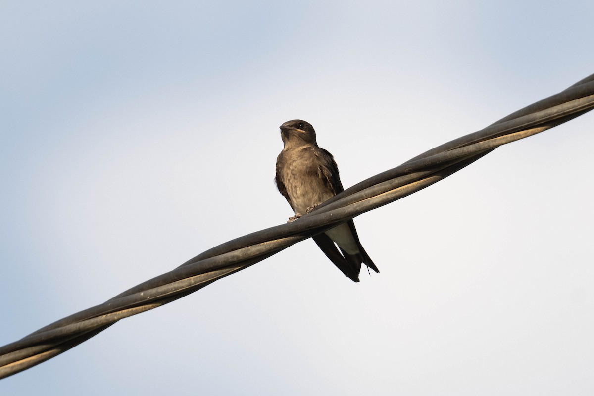 Gray-breasted Martin - ML620827702