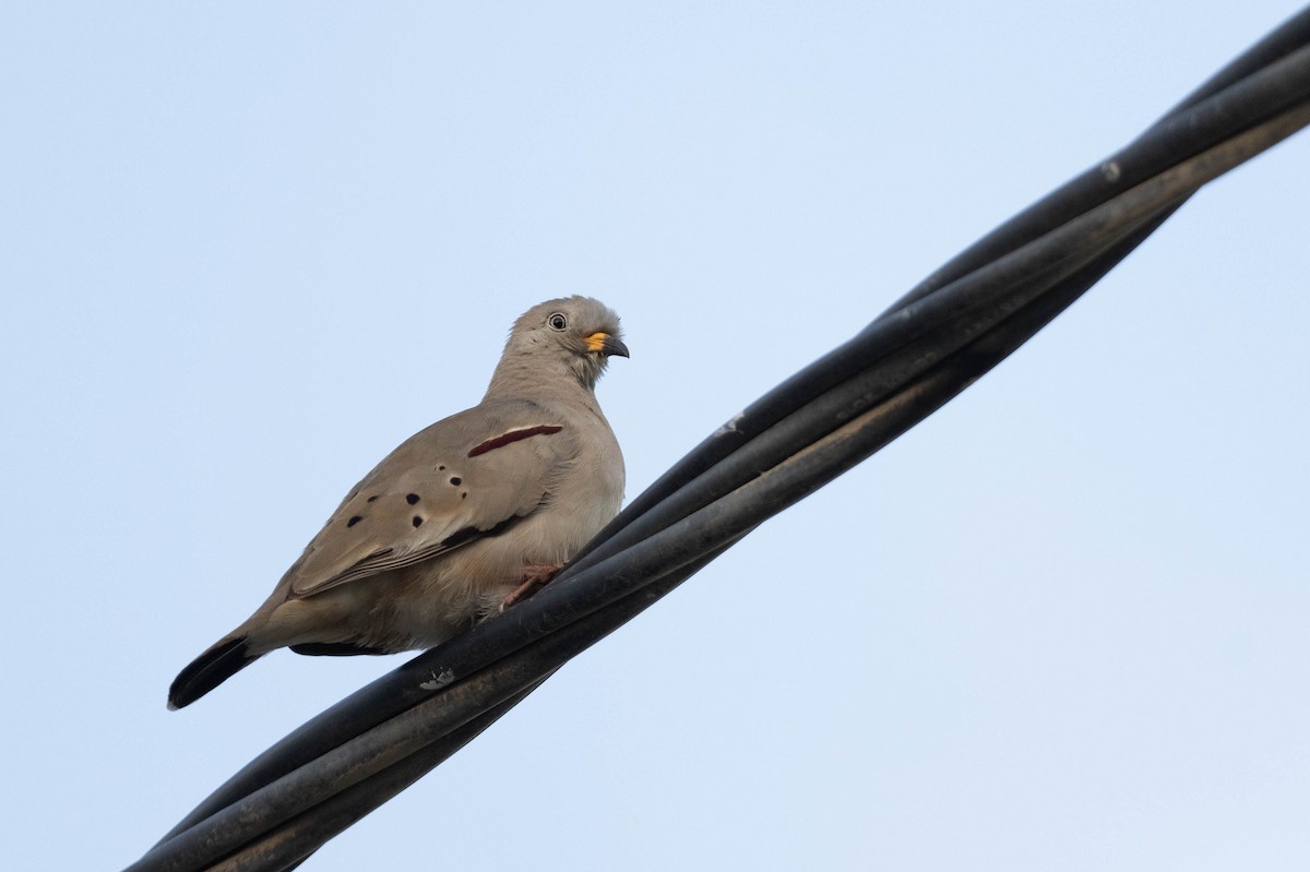 Croaking Ground Dove - ML620827704