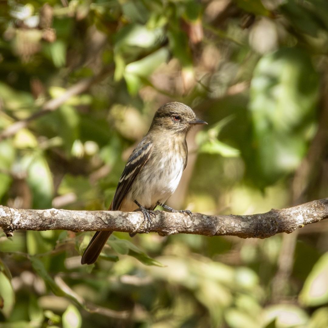 Caatinga Black-Tyrant - ML620827707