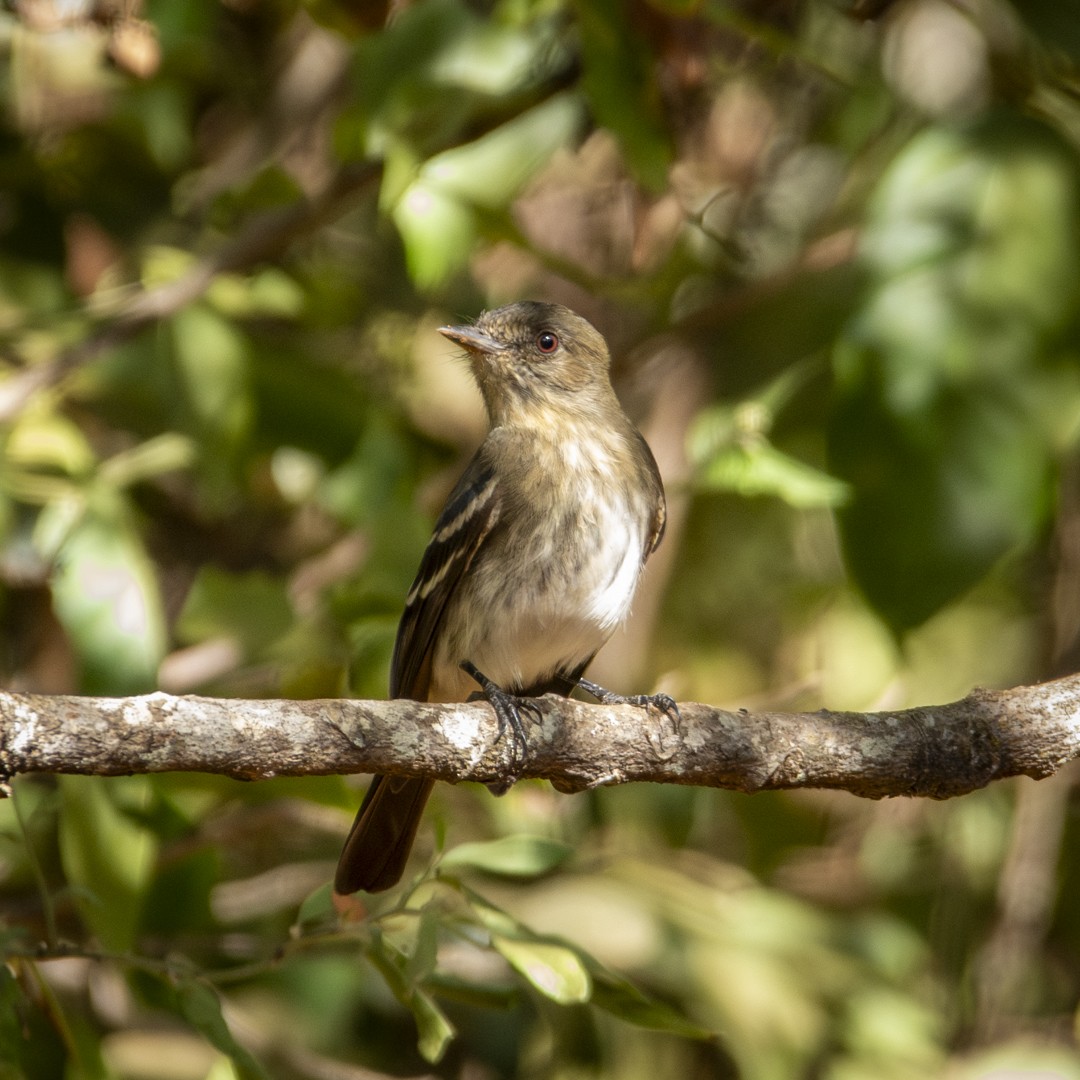 Caatinga Black-Tyrant - ML620827708