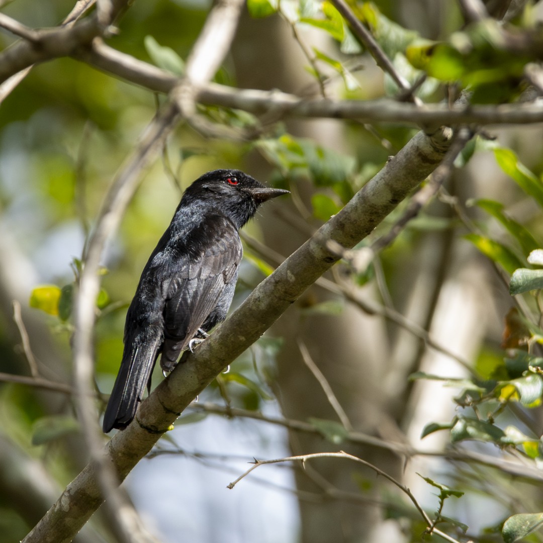 Caatinga Black-Tyrant - ML620827710