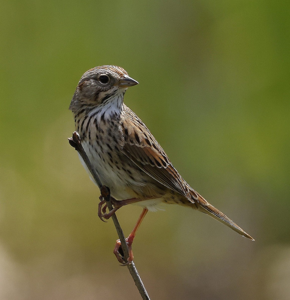 Lincoln's Sparrow - ML620827720