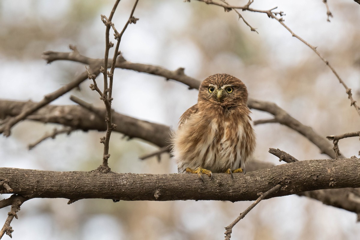 Peruvian Pygmy-Owl - ML620827724