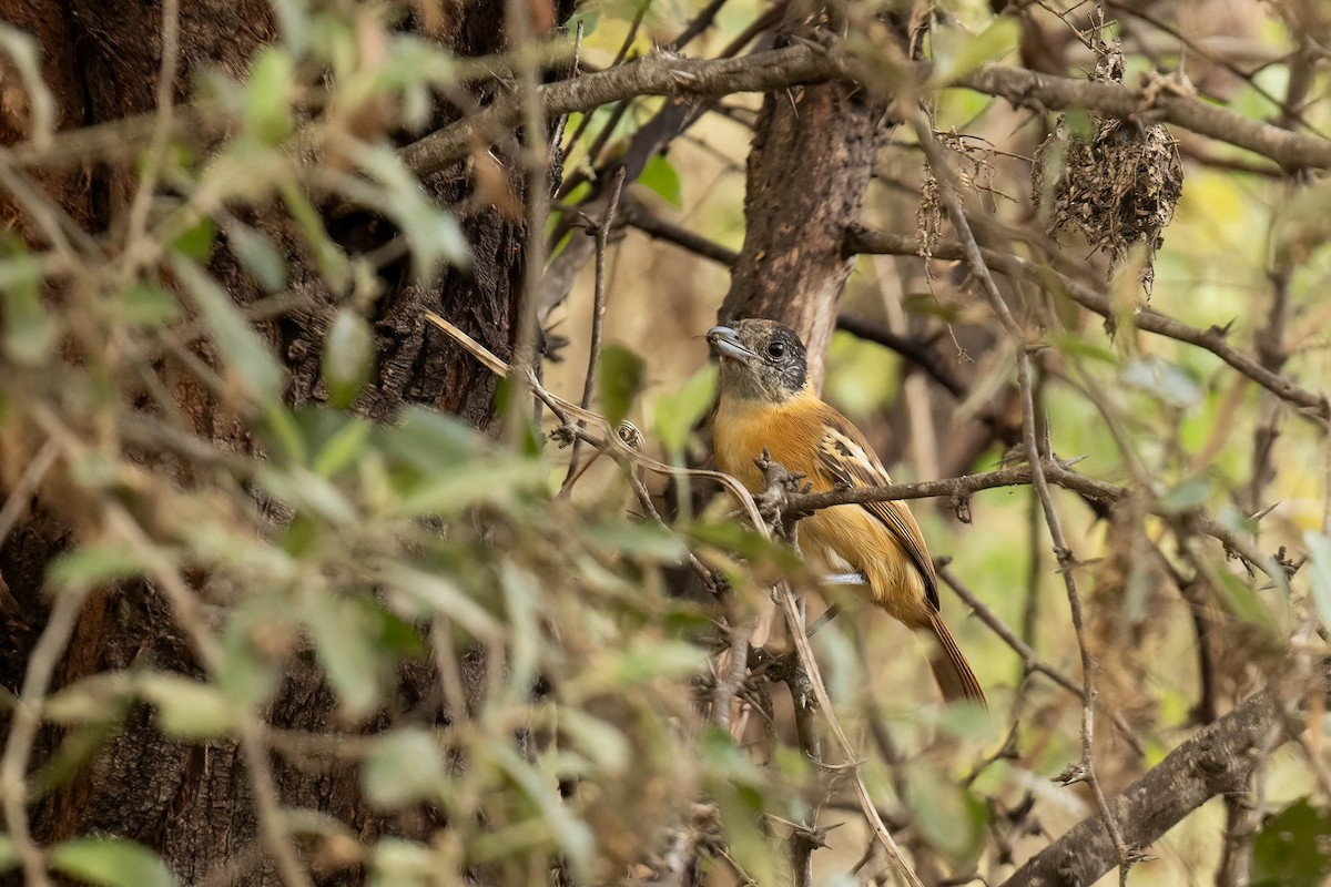 Collared Antshrike - ML620827729