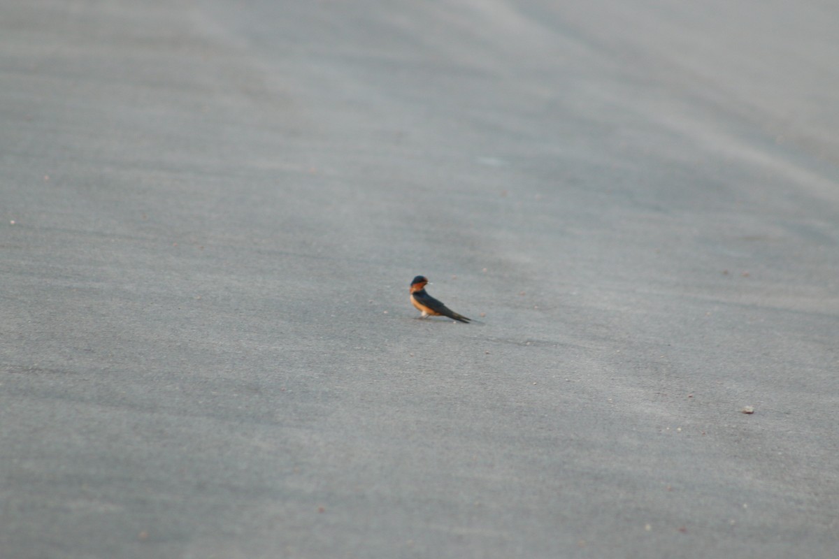 Barn Swallow - ML620827735