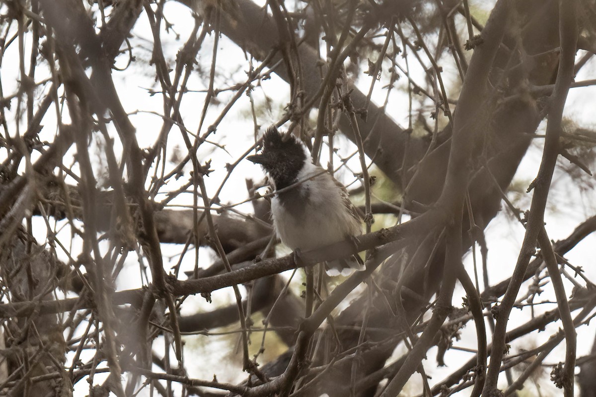 Collared Antshrike - ML620827736