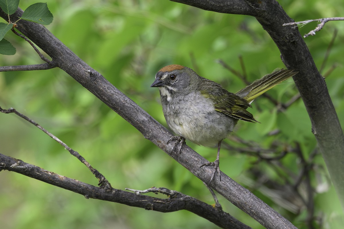 Green-tailed Towhee - ML620827740