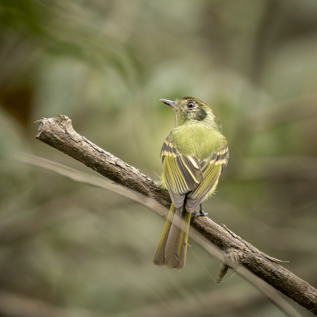 Sepia-capped Flycatcher - ML620827741