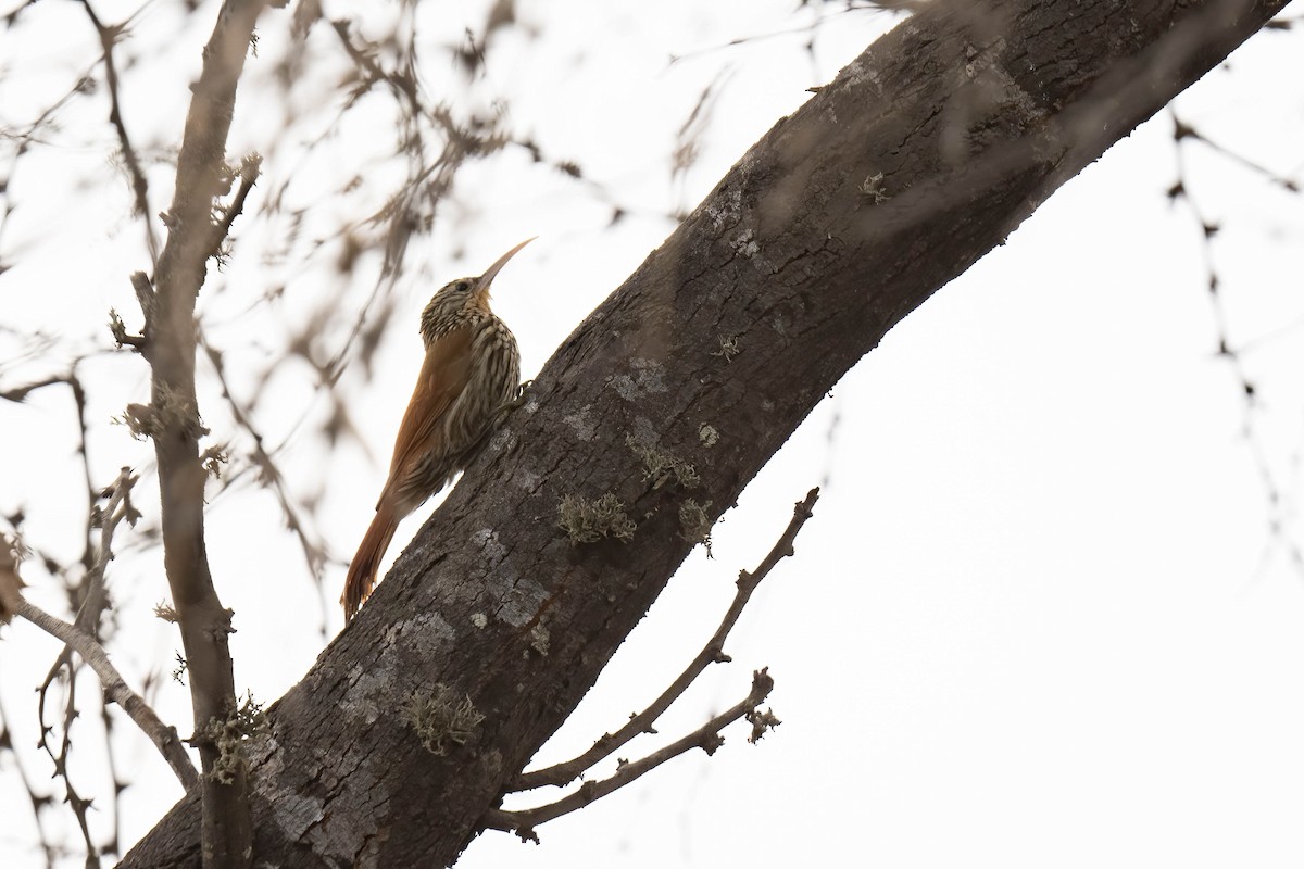 Streak-headed Woodcreeper - ML620827745