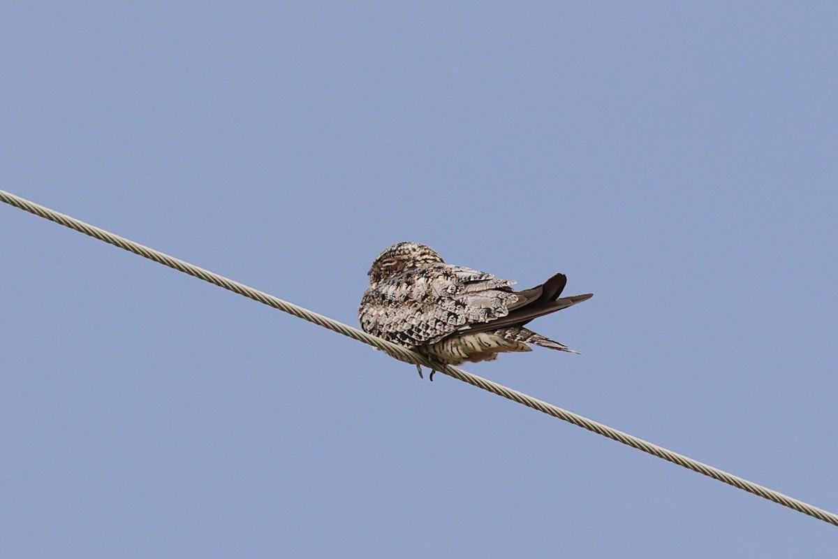 Common Nighthawk - Mary McGreal