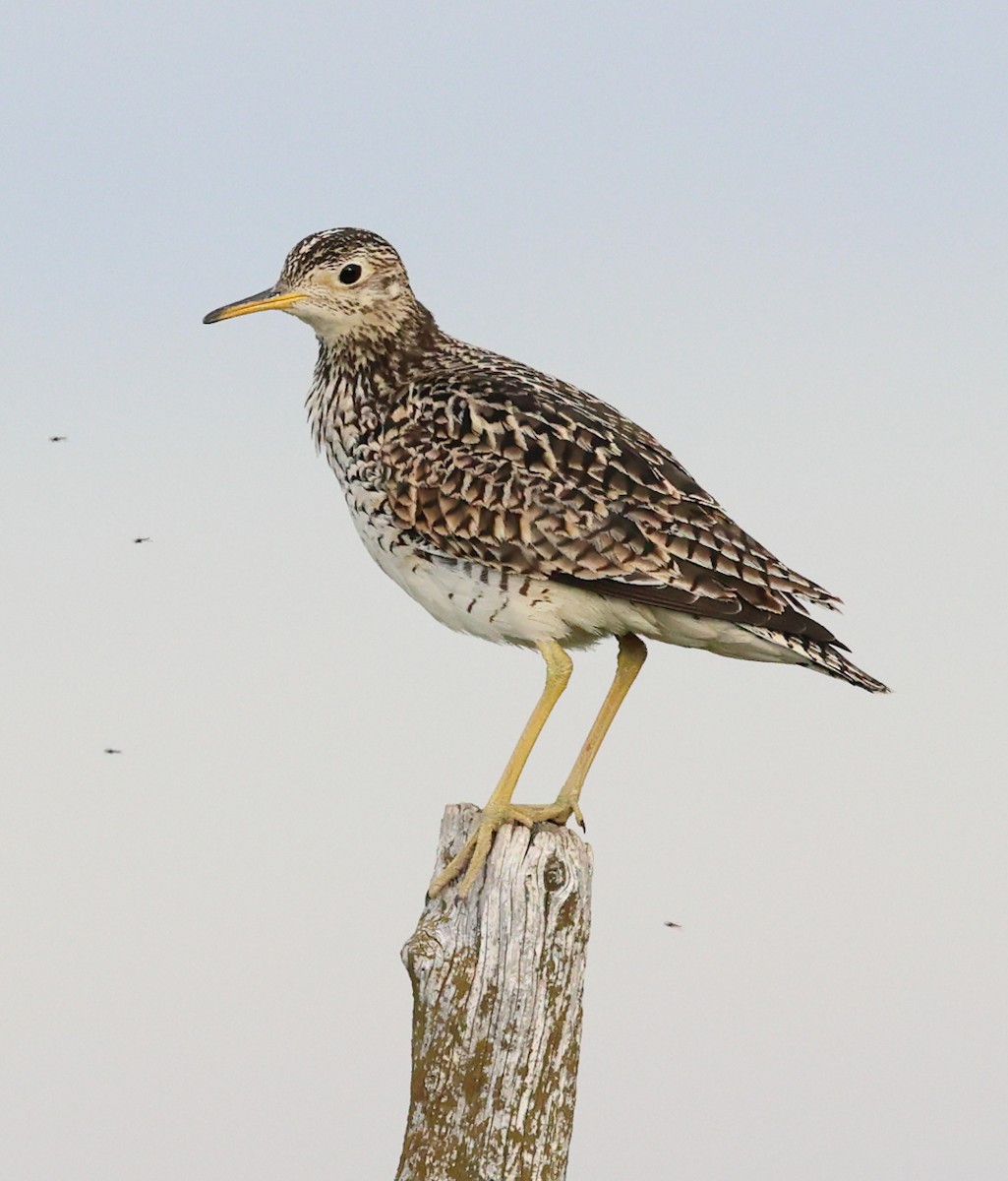 Upland Sandpiper - Mary McGreal