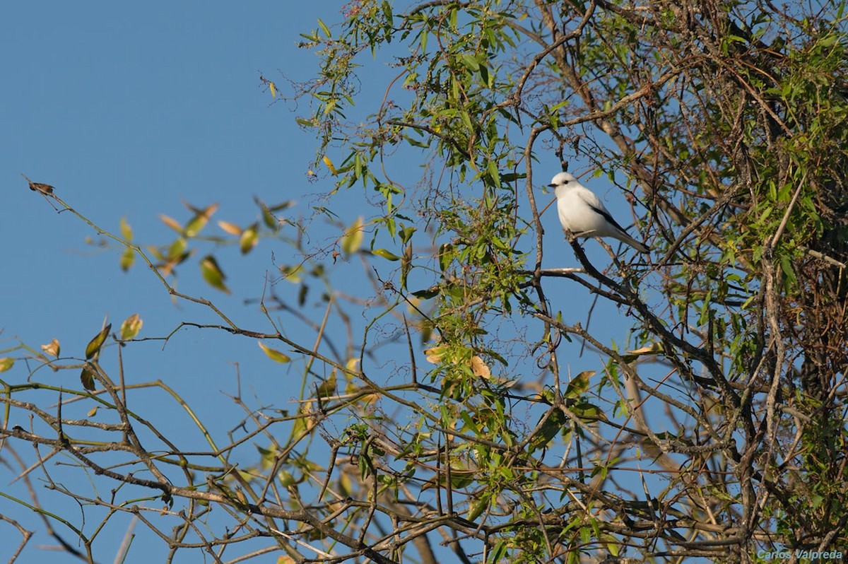 White Monjita - ML620827755