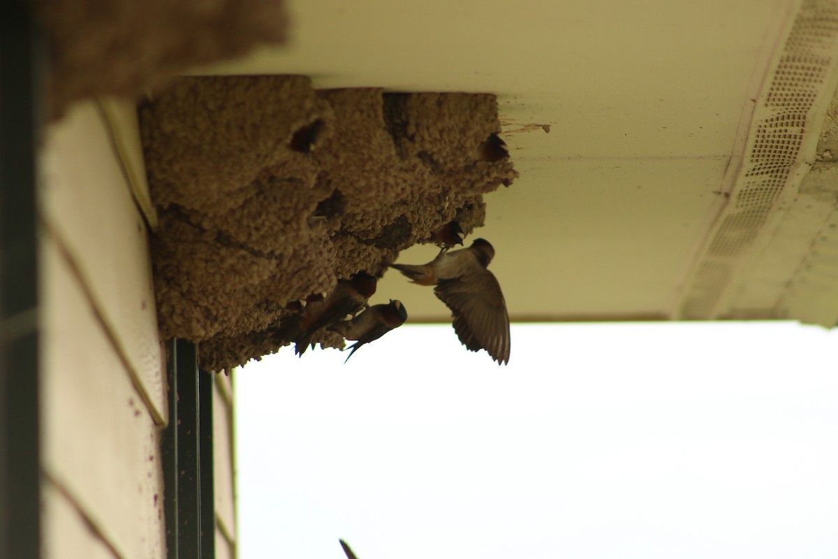 Cliff Swallow - ML620827760