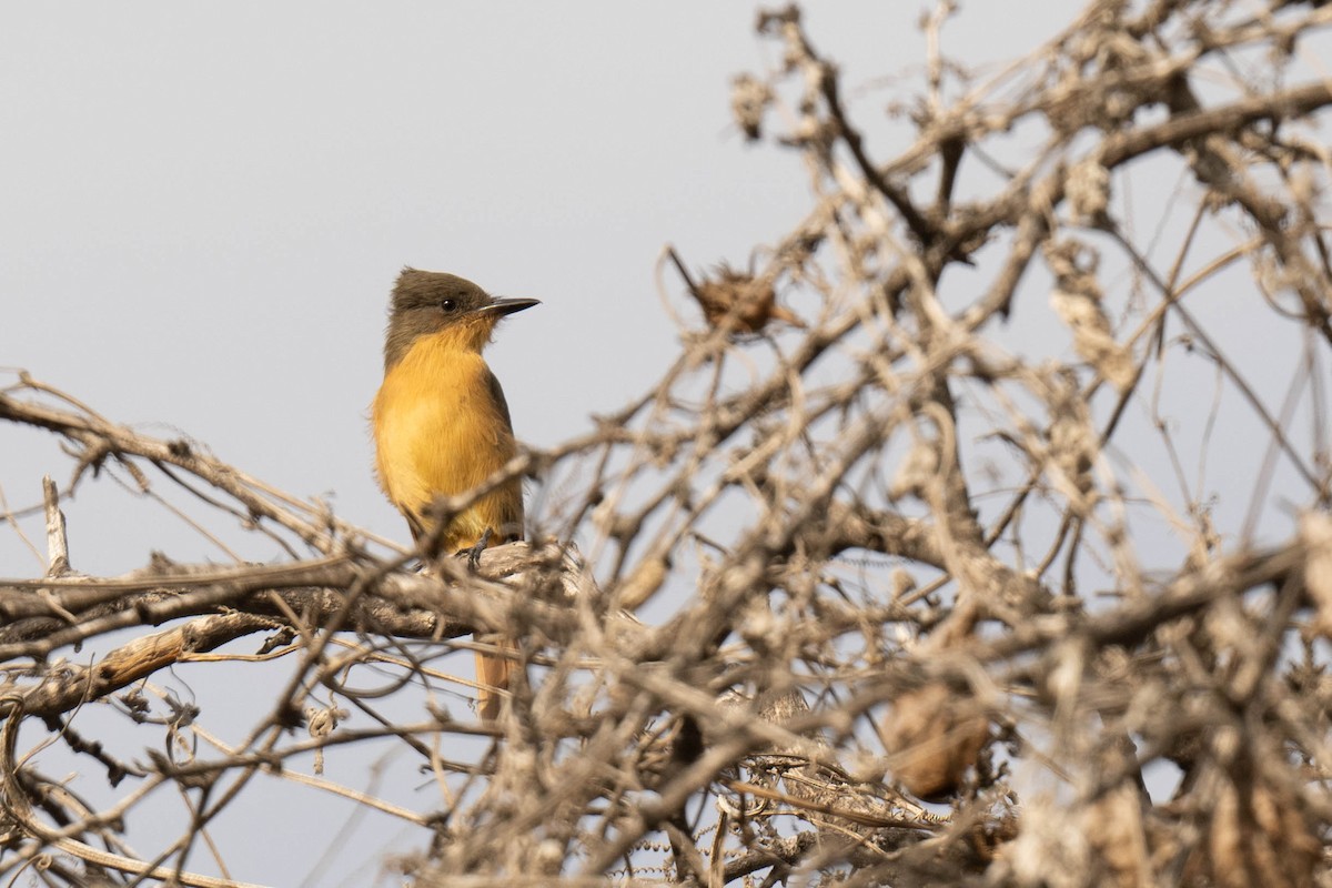 Rufous Flycatcher - ML620827778