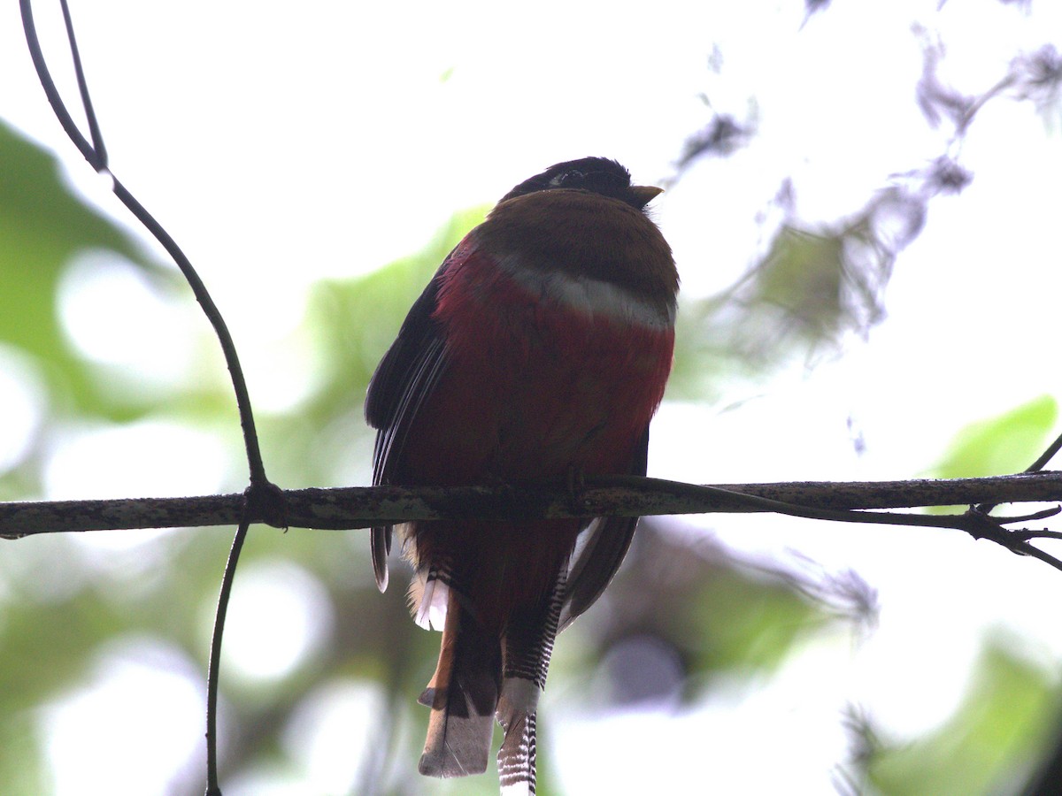 Maskeli Trogon - ML620827785