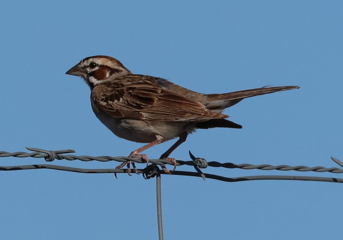 Bruant à joues marron - ML620827787