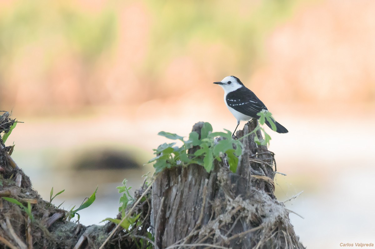 Black-backed Water-Tyrant - ML620827788