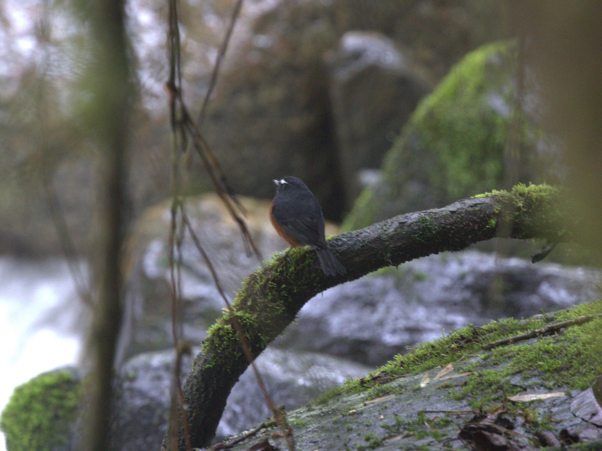 Chestnut-bellied Chat-Tyrant - ML620827789