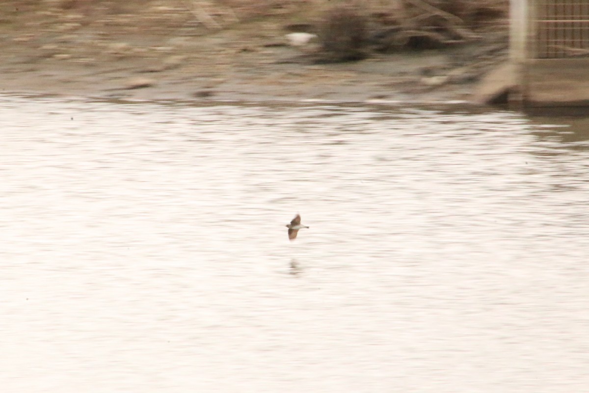 Northern Rough-winged Swallow - ML620827796