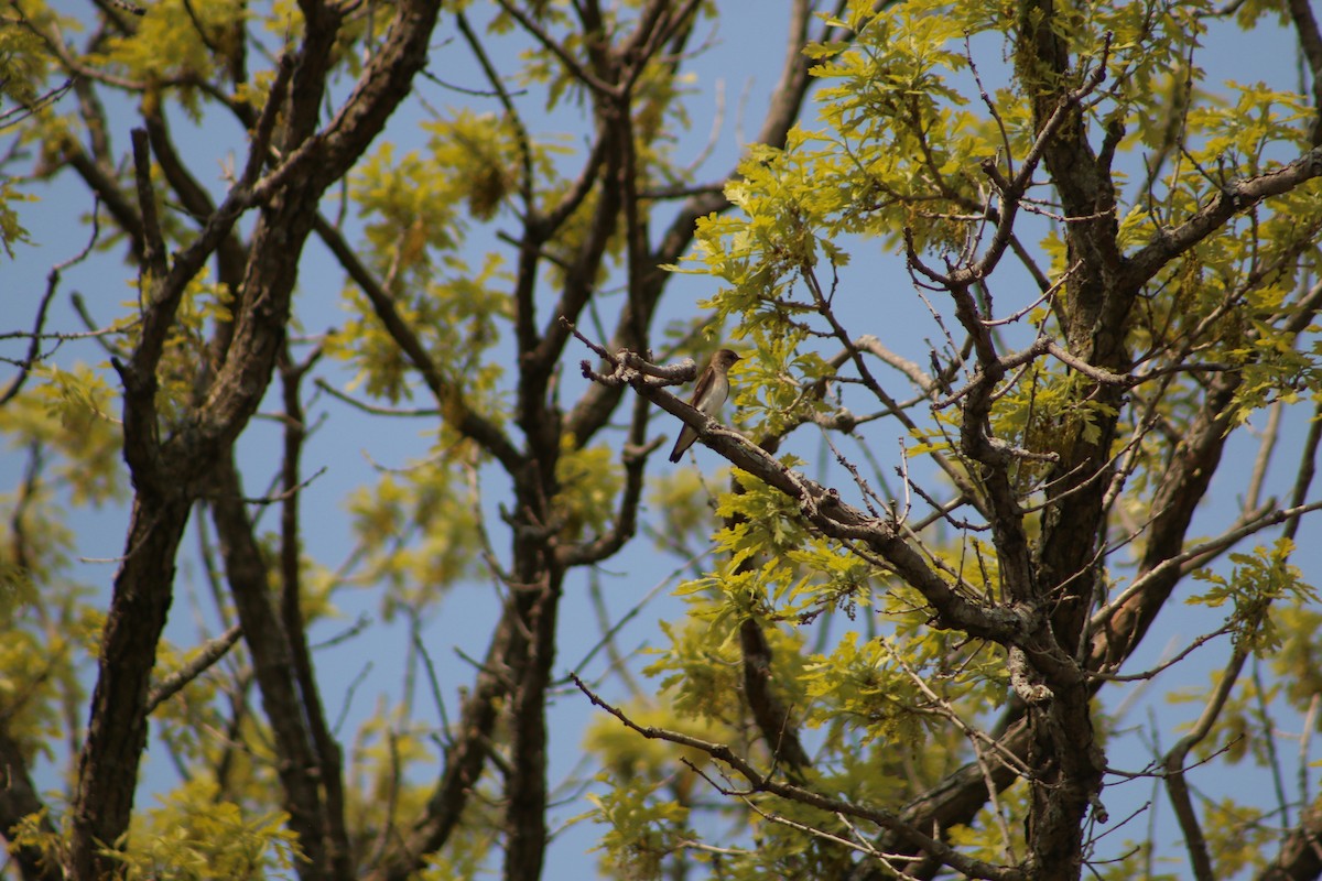 Northern Rough-winged Swallow - ML620827797