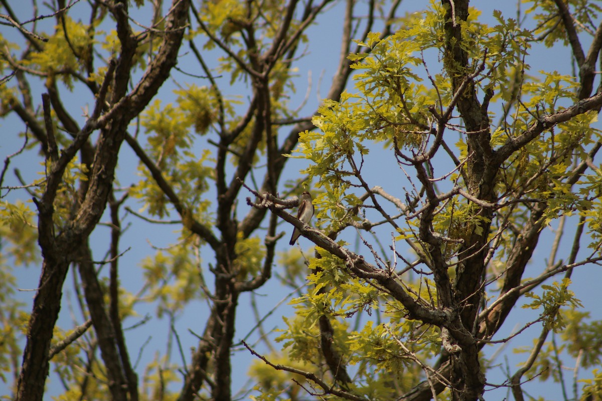 Northern Rough-winged Swallow - ML620827798