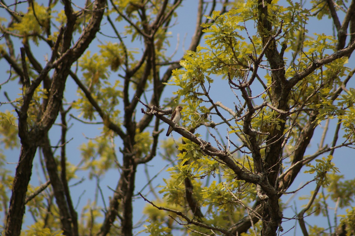 Northern Rough-winged Swallow - ML620827799