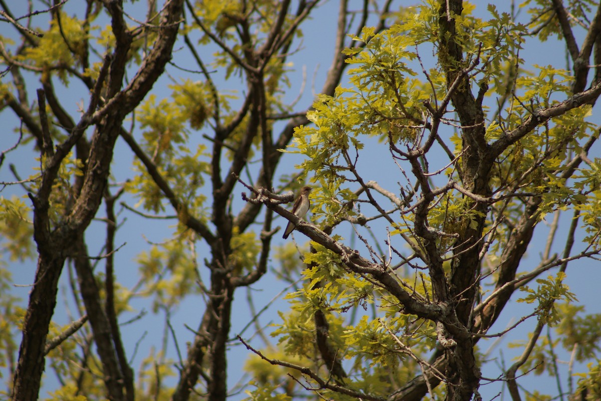 Northern Rough-winged Swallow - ML620827800