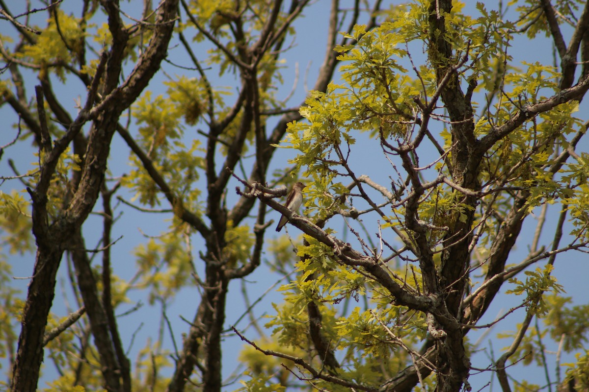 Northern Rough-winged Swallow - ML620827801