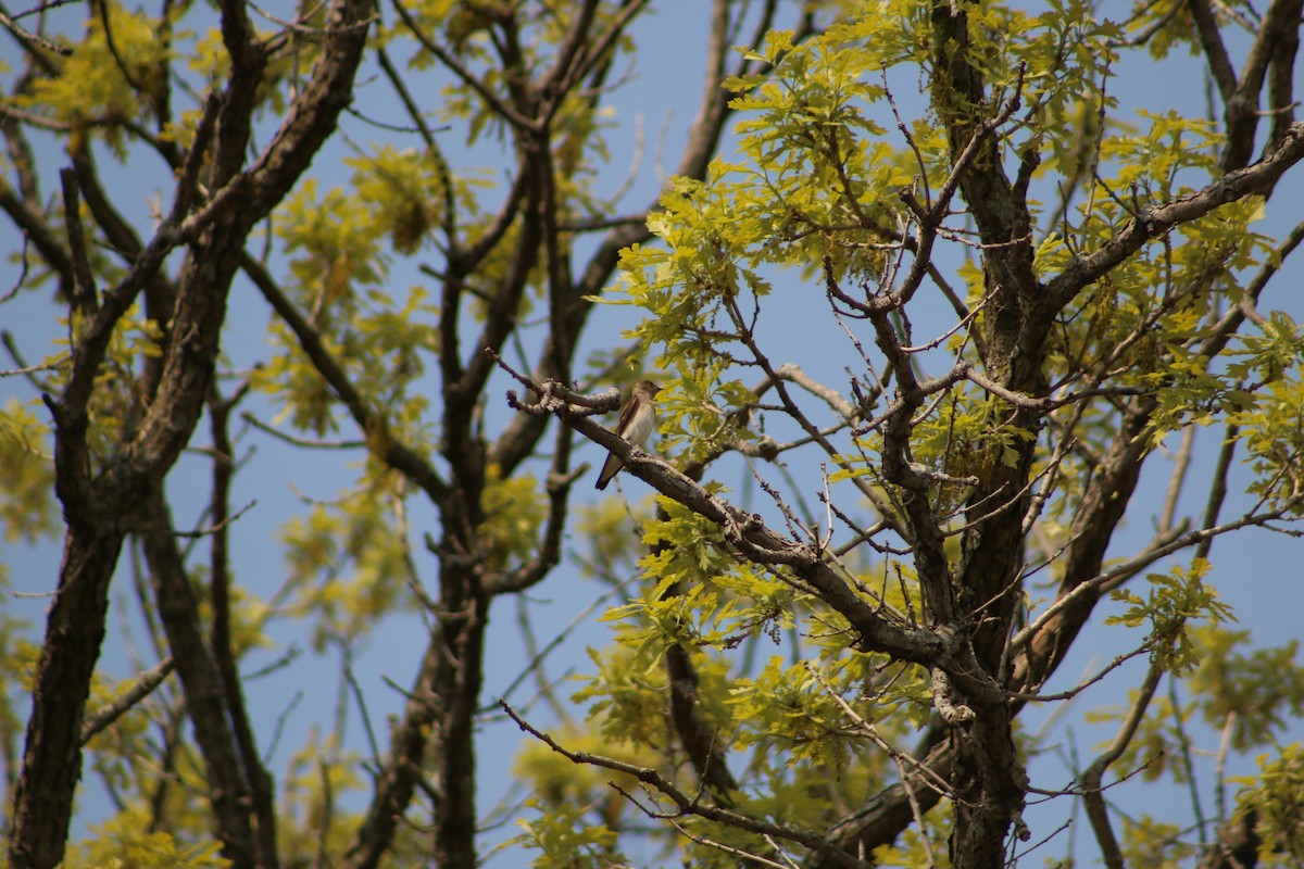 Northern Rough-winged Swallow - ML620827802