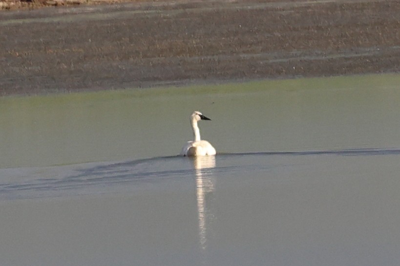 Trumpeter Swan - ML620827803