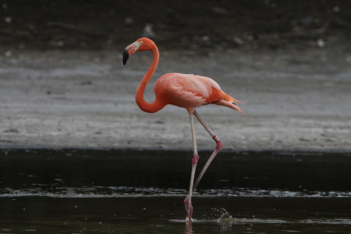 American Flamingo - ML620827804