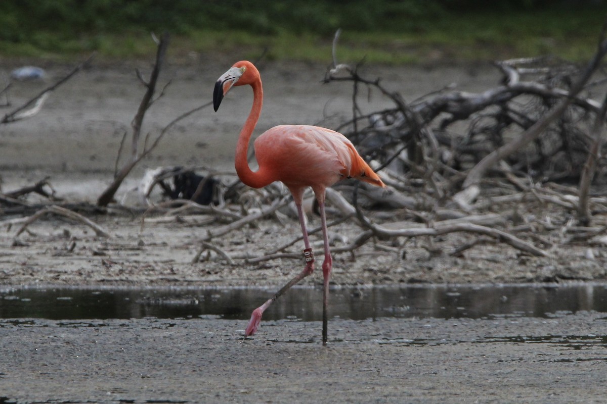 American Flamingo - ML620827805