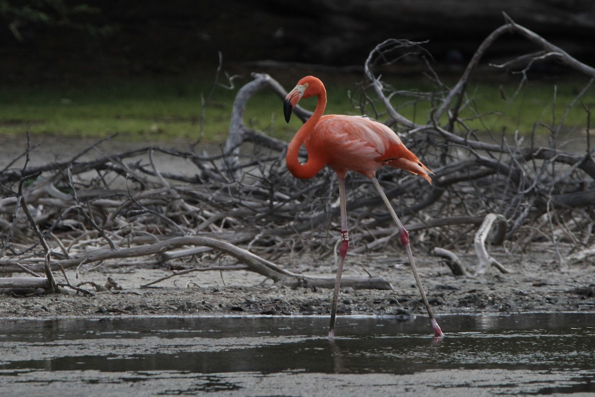 American Flamingo - ML620827807