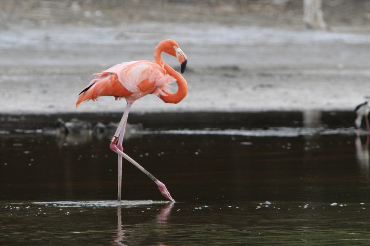 American Flamingo - ML620827811