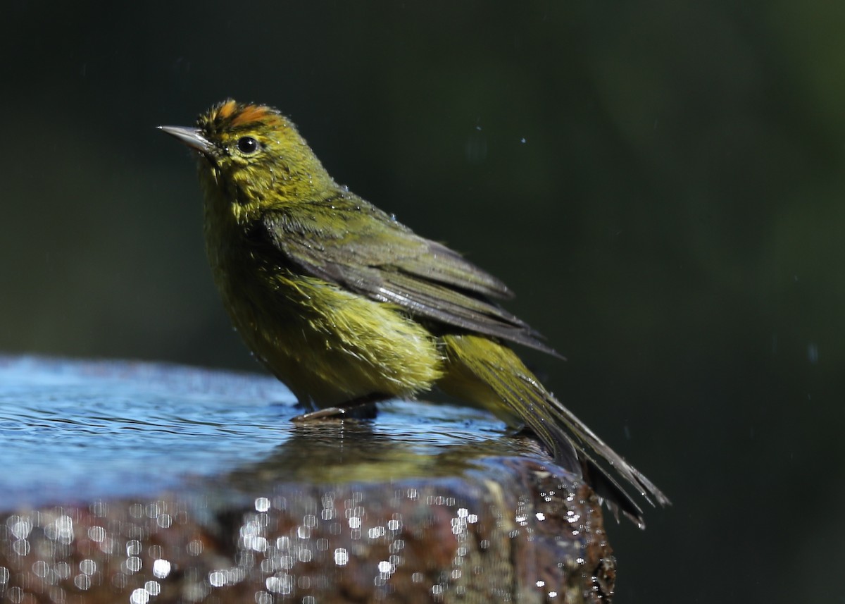 Orange-crowned Warbler - ML620827830