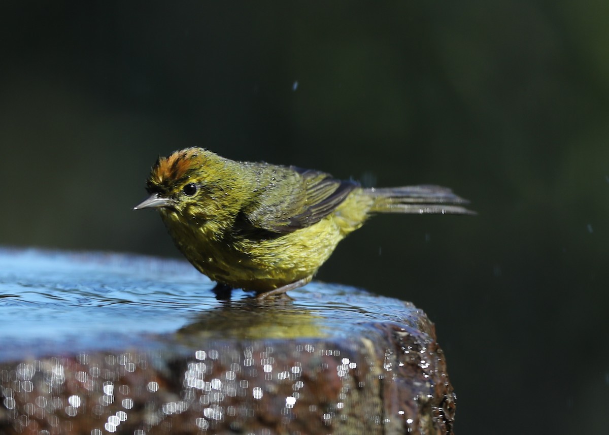 Orange-crowned Warbler - ML620827831