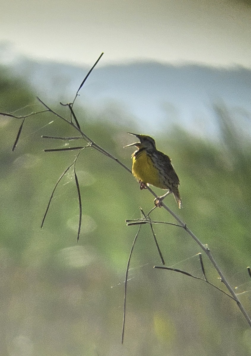 Eastern Meadowlark - ML620827832