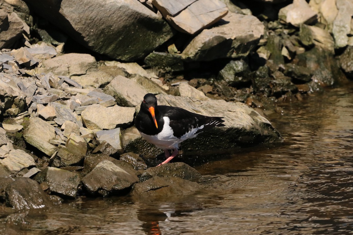 Eurasian Oystercatcher - ML620827833