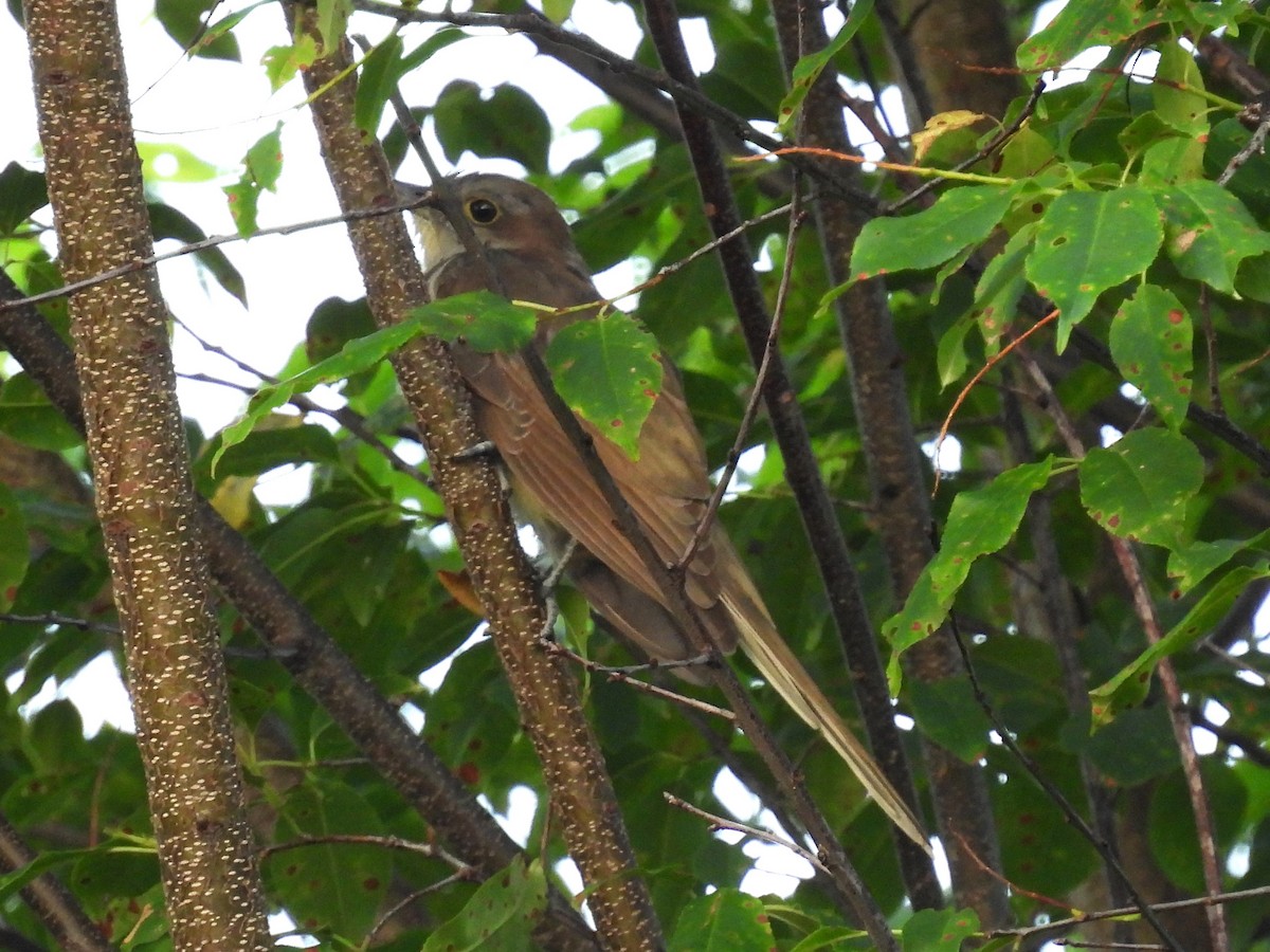 Yellow-billed Cuckoo - Patricia and Richard Williams