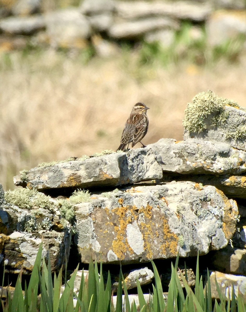 Red-winged Blackbird - ML620827842